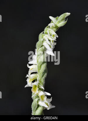 Ladys automne Spiranthes spiralis Spiranthe - orchidée floraison Fin d'été Banque D'Images