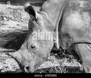 Rhinoceros (Ceratotherium simum) pâturage (monochrome) Banque D'Images