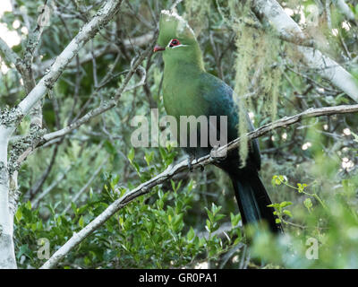 Le Knysna Turaco (Tauraco corythaix) Banque D'Images