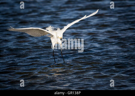 Une aigrette neigeuse avec ses ailes déployées à l'atterrissage dans l'eau. Banque D'Images