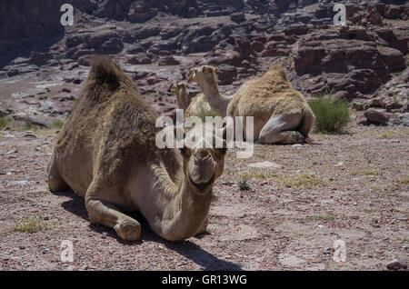 Camel sur la colline. Ville ancienne Petra, Jordanie Banque D'Images