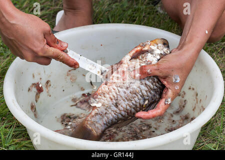 Mains Nettoyage de l'éviscération et la femme libre de poisson Banque D'Images