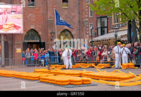 Après qu'ils sont vérifiés pour la qualité, les fromages sont distribués sur la la place principale au Marché au Fromage d'Alkmaar, Pays-Bas Banque D'Images