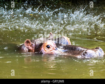 Un taureau hippo (Hippopotamus amphibius) projections d'un avertissement à ses rivaux Banque D'Images