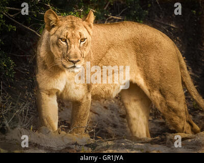 Lionne (Panthera leo bleyenberghi) en alerte Banque D'Images