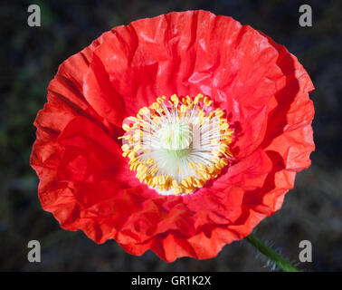 Rouge coquelicot qui vient d'ouvrir Banque D'Images