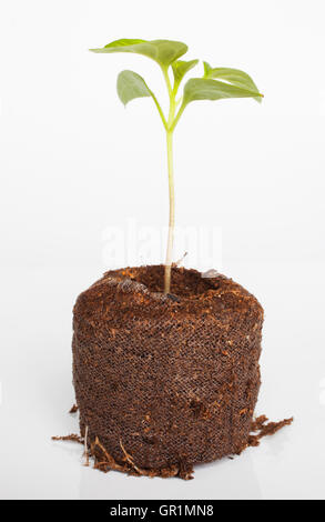 Petit piment vert plante commence à peine à se développer dans le terreau avec un fond blanc Banque D'Images