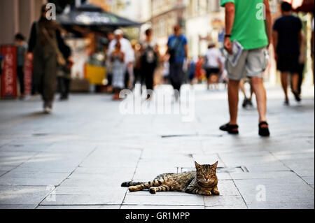 Chat couché dans une rue piétonne avec des personnes passant par Banque D'Images