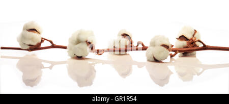 Succursale de coton contre une couleur blanche et brillante. Vue horizontale pour l'utilisation de bannières. Banque D'Images