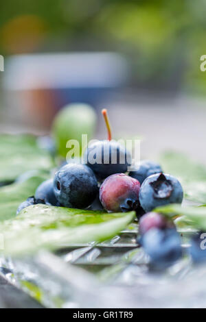 Image d'un tas de bleuets avec gouttes d'eau. Profondeur de champ. Banque D'Images