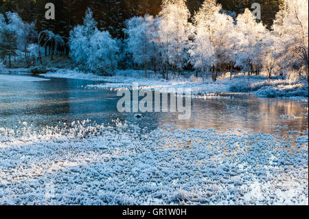 La Norvège, Sandnes. En hiver Rogaland Arboretum. Banque D'Images
