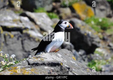 Un macareux moine (Fratercula arctica) debout sur le haut d'une falaise qui envisagent de vol, à l'île de mai, l'Ecosse Banque D'Images