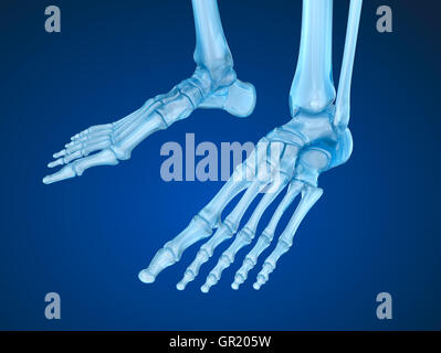 Pied du squelette , précis médicalement 3D illustration Banque D'Images