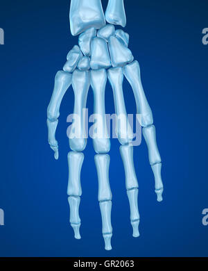 La main squelettique médicalement , illustration 3D précis Banque D'Images