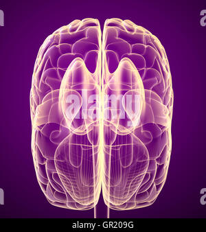 Lobe du cerveau et cervelet, isolé sur blanc. Précision médicale 3D illustration Banque D'Images