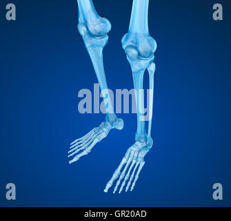 Squelette humain : articulation du genou . Illustration 3D précis médicalement Banque D'Images