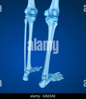 Squelette humain : articulation du genou . Illustration 3D précis médicalement Banque D'Images