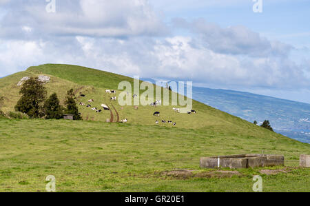 Des vaches et des ânes sur une colline des. Un troupeau de vaches holstein coiffées d'un colline arrondie avec deux ânes brun. Banque D'Images