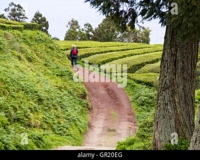 La plantation de thé de marche. Une femme seule promenades le long d'une route à travers la plantation de vert les rangées de théiers. Banque D'Images