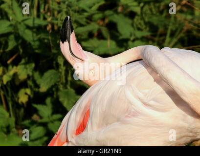 European Flamant rose (Phoenicopterus roseus), se pencher en arrière en se lissant ses plumes Banque D'Images