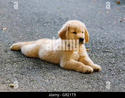 Huit semaines chiot Golden Retriever couché dans une allée. Banque D'Images