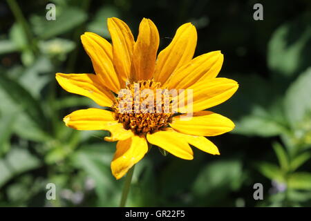 Une seule fleur jaune dans une prairie preserve à Chicago, IL Banque D'Images