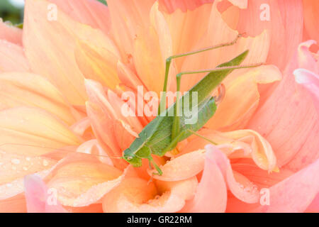 Un quartier calme sur un appel-katydid dahlia orange fleur. Banque D'Images