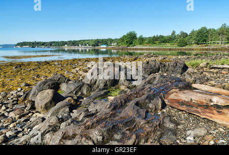 Bar Harbor Maine à marée basse dans l'été avec les rochers et les rondins au premier plan. Banque D'Images