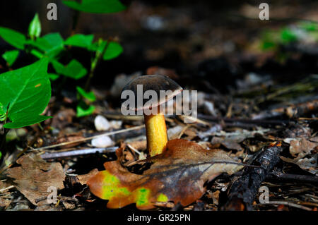 Still Life with boletus Banque D'Images