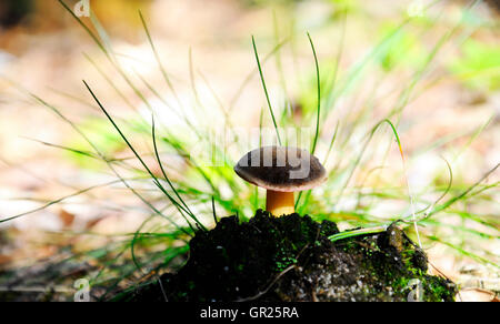 Still Life with boletus Banque D'Images