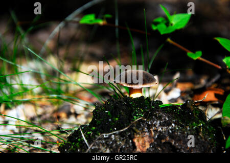 Still Life with boletus Banque D'Images