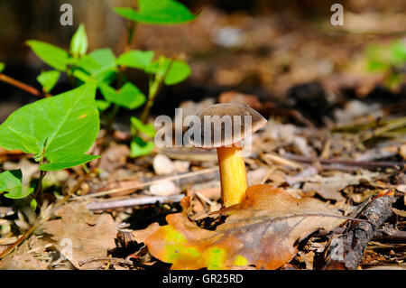 Still Life with boletus Banque D'Images