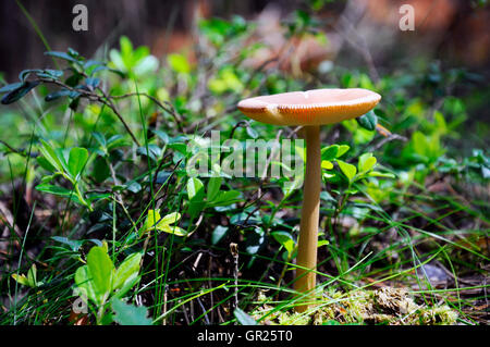 La vie toujours avec champignon non comestible Banque D'Images