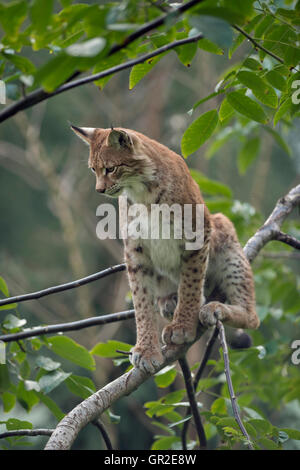 Lynx Boréal / Eurasischer Luchs (Lynx lynx), adulte, assis dans un buisson ou un arbre, observant sth. sous lui. Banque D'Images