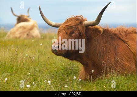 Les Vaches écossaises dans le sol. L'île de Skye. L'Écosse. UK. L'horizontale Banque D'Images