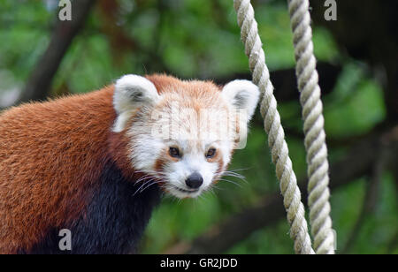 Le panda rouge - Highland Wildlife Park Banque D'Images