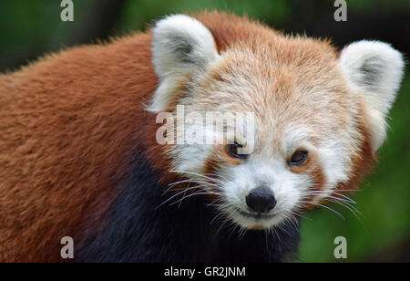 Le panda rouge - Highland Wildlife Park Banque D'Images