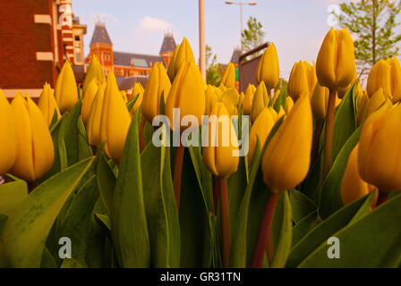 Tulipes plantées dans la rue à Amsterdam, Hollande. Rijksmuseum en arrière-plan. Banque D'Images