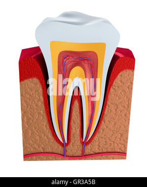 Illustration numérique de dents isolées dans la section Background Banque D'Images