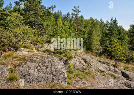 Sur les pierres et les arbres pousser. Banque D'Images