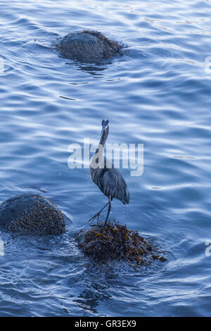 Grand Héron debout sur un rocher au bord de l'eau dans le parc Stanley, Vancouver Banque D'Images