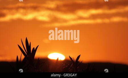 Au-dessus des feuilles orange éclatant d'un lever du soleil du désert avec des couleurs d'or. Un sommet sur le soleil badlands Banque D'Images