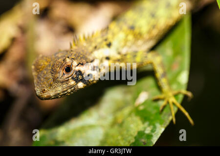 Bien camouflée Amazon Forest Dragon (Enyalioides laticeps) sur une feuille, le Parc National Yasuní, fleuve Napo, Equateur Banque D'Images