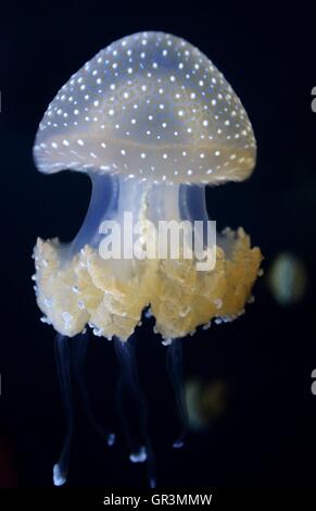 Une espèce de méduses connu sous le nom de Bell flottante, Australian spotted méduse ou la méduse à taches blanches. Banque D'Images