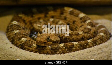 Sidewinder (Crotalus cerastes Sonoran cercobombus), un serpent venimeux originaire d'Arizona désert de Sonora. Banque D'Images