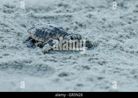 Bébé tortue caouane Caretta caretta - incubation | Caroline du Nord - Sunset Beach | les jeunes tortues menacées montée vers l'océan par le sable Banque D'Images