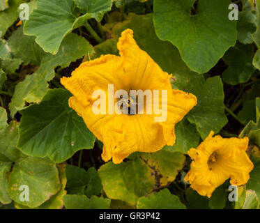 Bumblebee se nourrissant de fleurs de citrouille Banque D'Images