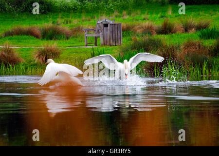Cygnes sur l'étang de Cusworth Hall Park, Doncaster Banque D'Images