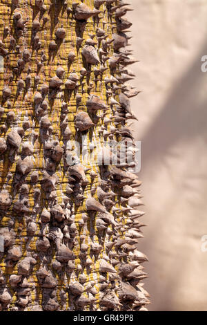 Épines épaisses poussent sur un arbre de soie, Ceiba speciosa espèces. Banque D'Images