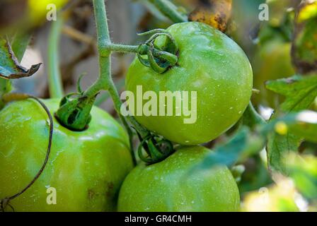 Les tomates vertes poussant sur vine in garden Banque D'Images